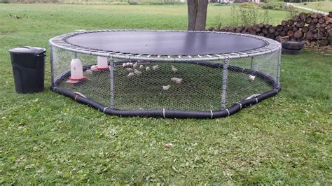 trampoline chicken tractor|trampoline chicken run.